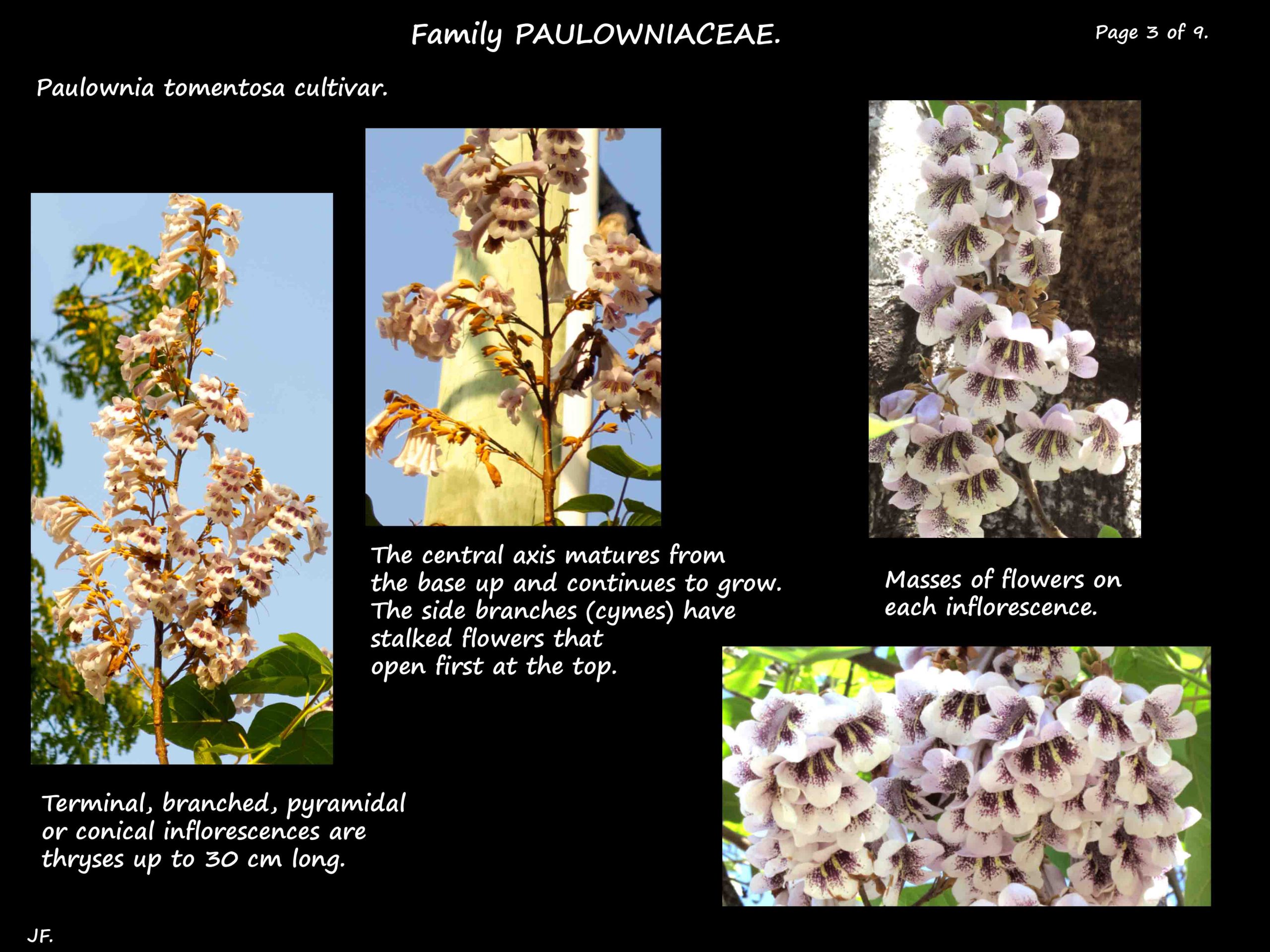 3 Paulownia tomentosa inflorescences